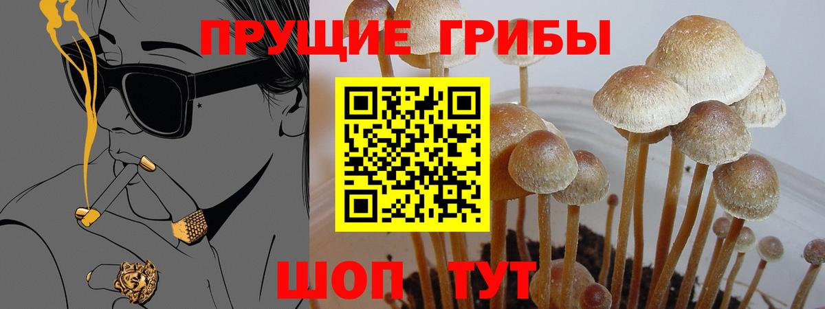Галлюциногенные грибы Psilocybine cubensis Моздок
